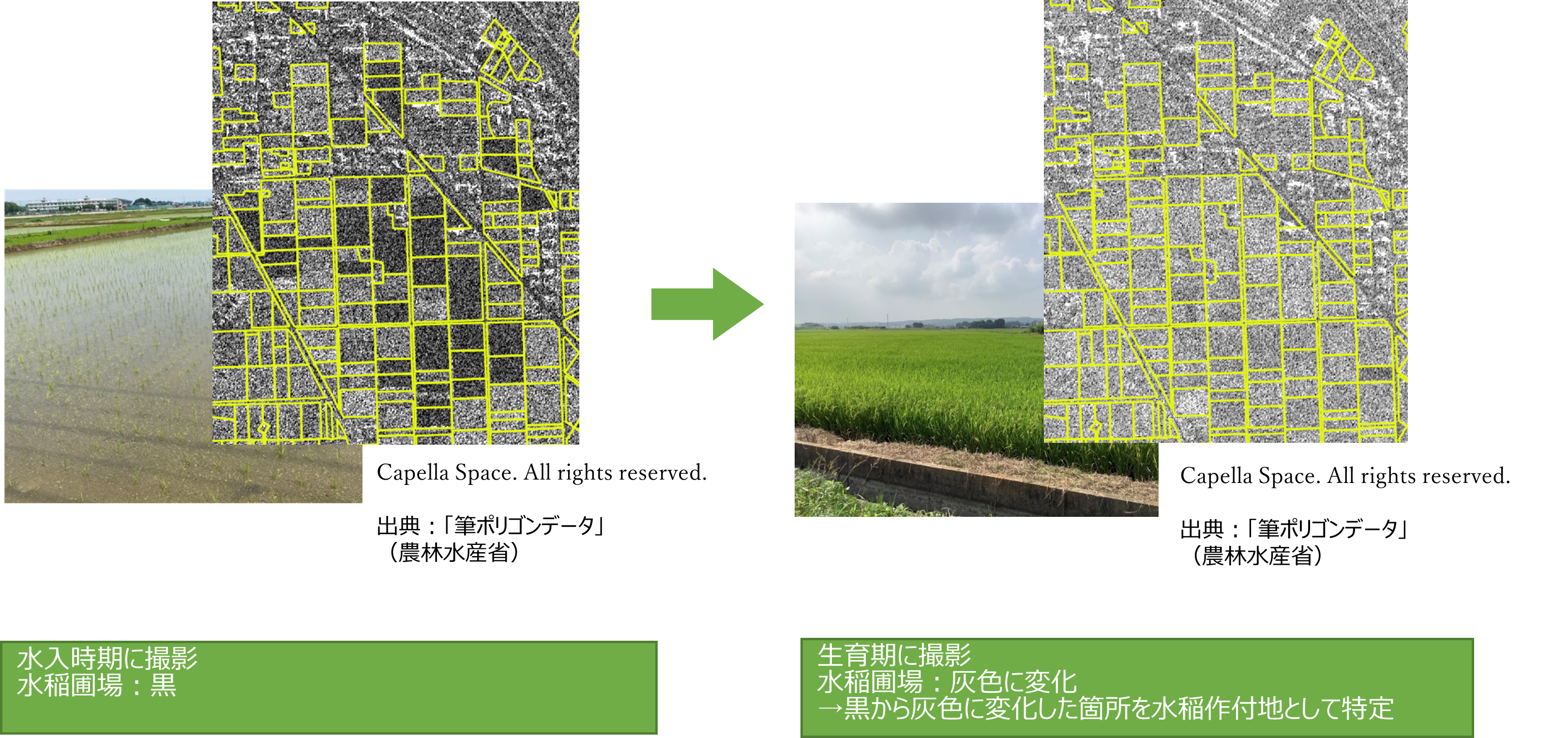 水稲作付面積の把握